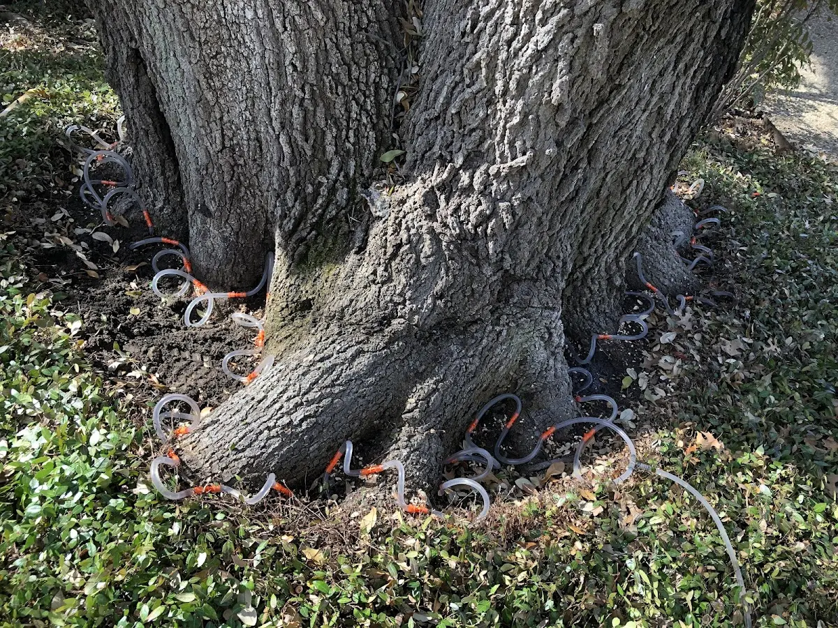 Detailed Shrub and Hedge Trimming job site in Hines
