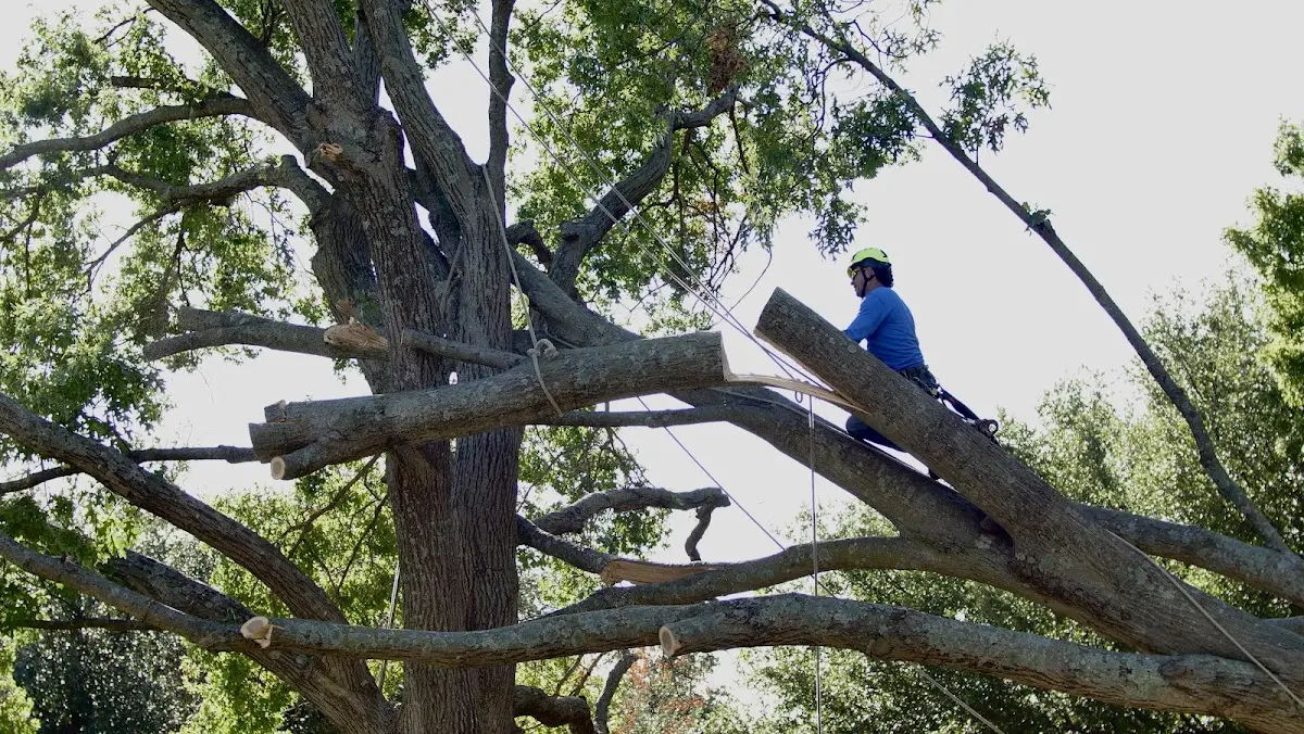 Professional Crown Thinning performed by certified arborists in Hines