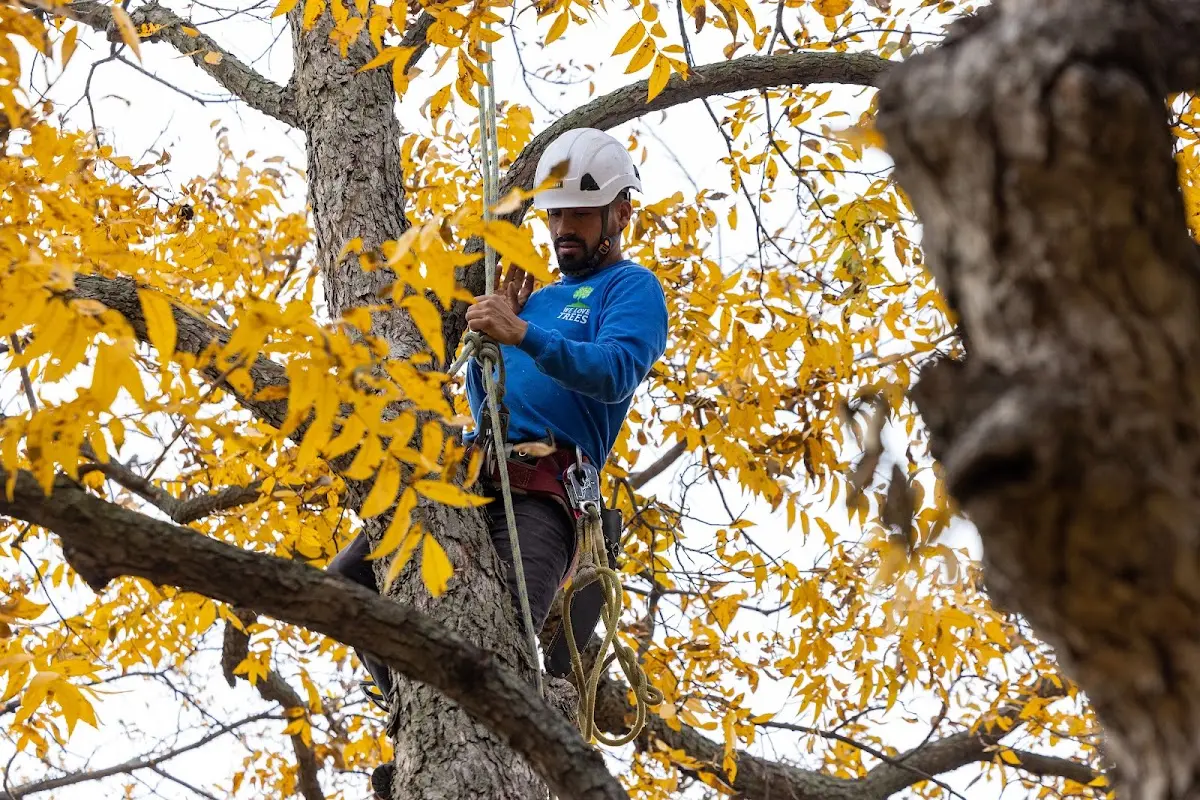 Skilled Tree Disease Treatment crew working in Hines